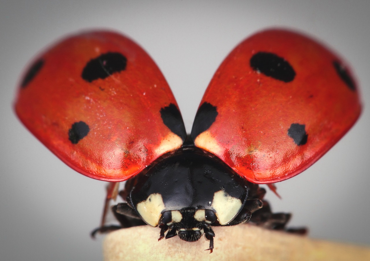 Biodiversity and Ecotourism: Friends or Foes?